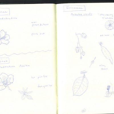 Ericaceae sketches, pen on paper