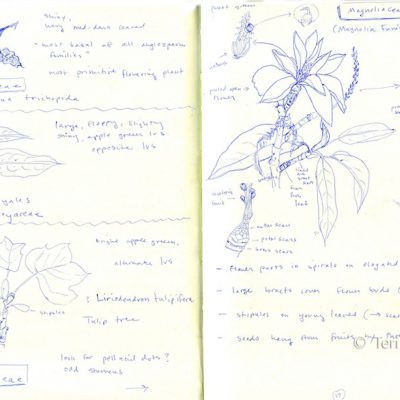 Magnoliaceae sketches, pen on paper