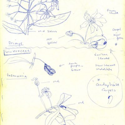 Winteraceae, pen on paper