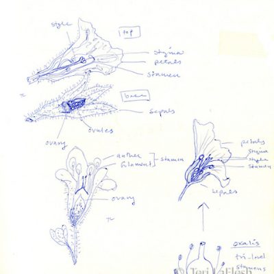 Flowers Under Microscope, pen on paper