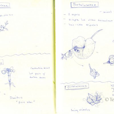 Portulacacea sketch, pen on paper