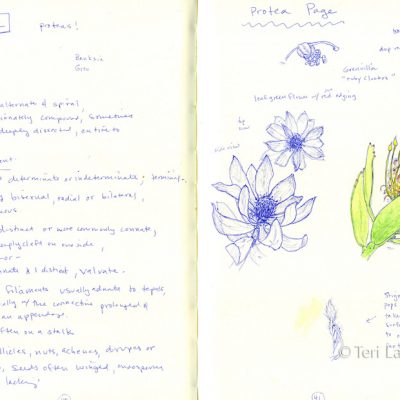 Protea sketches, pen on paper
