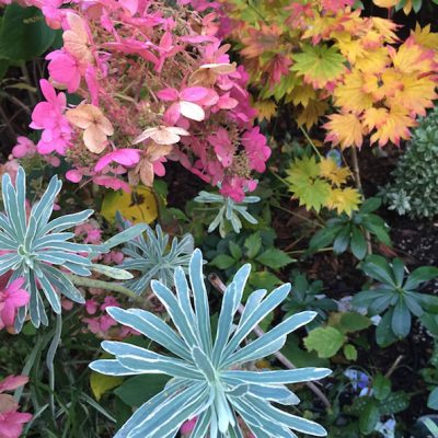 Fall colors in the garden.