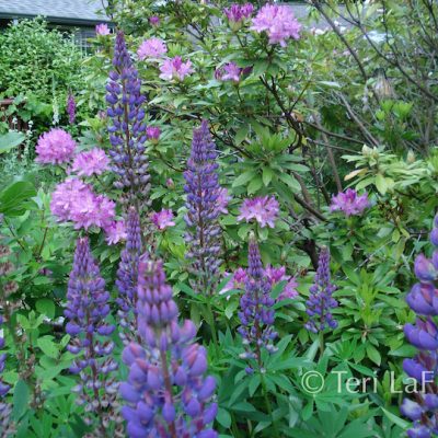 Front rhodies and lupines