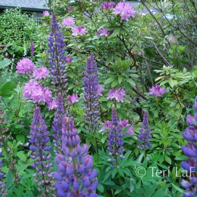 Front rhodies and lupines