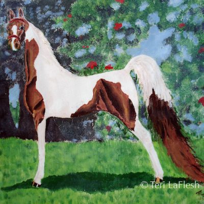 Pinto Saddlebred