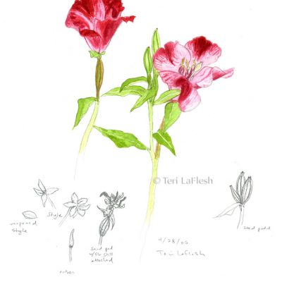 Red Onagraceae, watercolor on paper